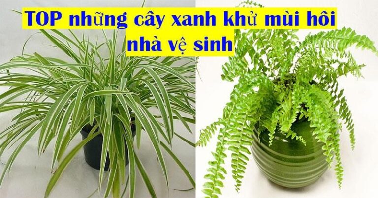 Cây khử mùi hôi nhà vệ sinh